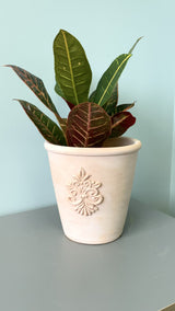 A video of our handmade Stella clay pot, featuring a croton plant.